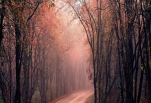 足球直播在线观看-楚阿梅尼一锤定音，荷兰力克委内瑞拉晋级争冠战